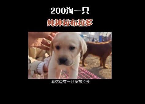 抖音快手賣(mài)貓狗賺錢(qián)怎么樣？教程揭秘：抖音快手賣(mài)貓狗月入數(shù)萬(wàn)是真的嗎？